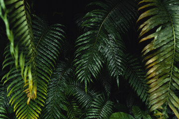 Fototapeta na wymiar Close-Up Of Dark green leaves