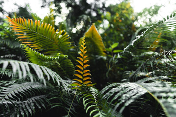 Close-Up Of  Dark green leaves