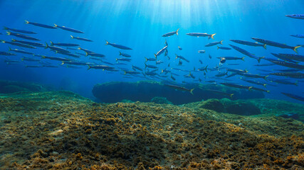Artistic underwater photo of school of fish - Barracudas - in magic rays of sunlight. 