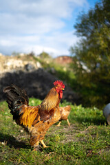 chicken farm red rooster close-up on nature, production of poultry meat in the village, poultry farm.