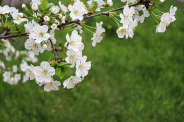 Blooming spring branch with white flowers on the tree 