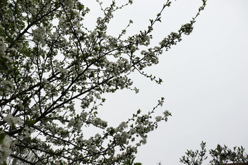 Blooming spring branch with white flowers on the tree 