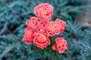Rose flowers covered with hoarfrost on green defocused background