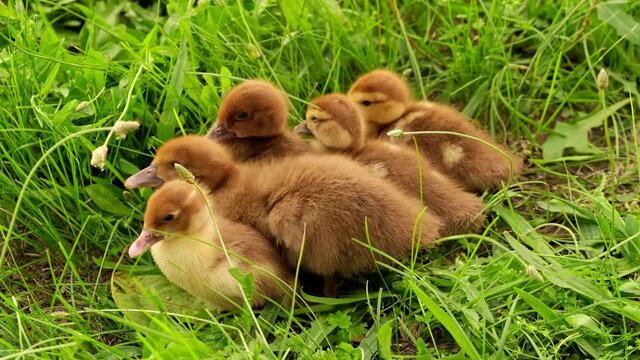 Yellow little duck geese on natural green background. Group of goslings. Small fluffy ducklings outdoor. Cute little newborn ducklings. Yellow baby duck birds on spring green grass discovers life.