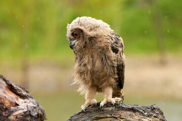 Wild Eurasian Eagle Owl sits outside on a tree trunk in the rain. Red-eyed, six-week-old bird of prey. raining, raindrops rainy weather