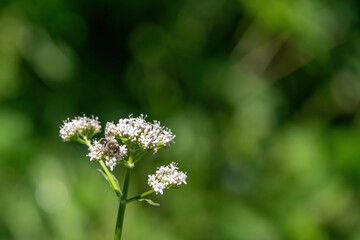 Honey bee collecting pollen from white flowers. Soft green background. Summer, wild flowers, calm, soothing