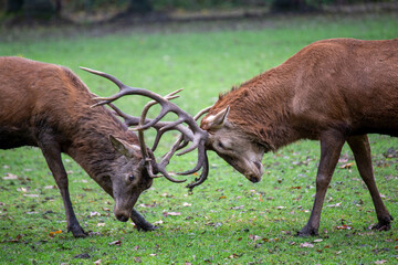 Duel of two stags at the rutting season