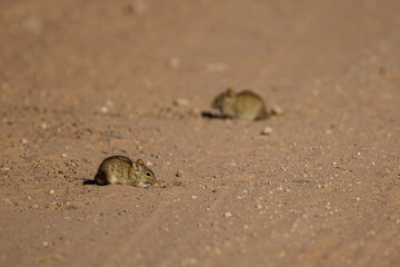 Striped mouse digging on a dirt road in the Kgalagadi Park, South Africa