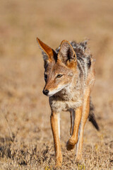 Black-backed Jackal waiting for lions to finish drinking at a water hole in the Kgalagadi Transfrontier Park, South Africa