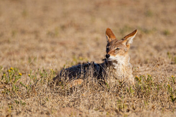 Black-backed Jackal waiting for lions to finish drinking at a water hole in the Kgalagadi Transfrontier Park, South Africa