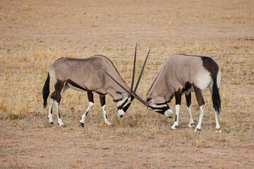 Gemsbok males sparring in preparation for the mating season in the Kalahari desert, South Africa