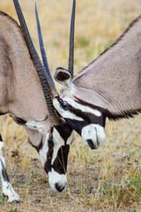 Gemsbok males sparring in preparation for the mating season in the Kalahari desert, South Africa