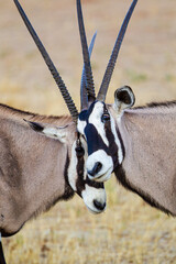 Gemsbok males sparring in preparation for the mating season in the Kalahari desert, South Africa