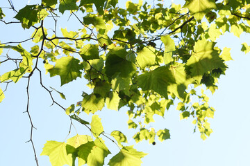 陽光に透ける木の葉