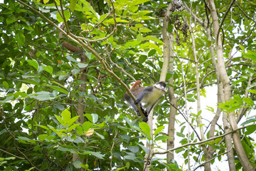 The green monkey, also known as the sabaeus monkey, is an Old World monkey with golden-green fur and pale hands and feet.
