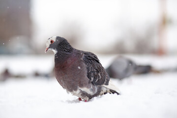 Beautiful pigeons sit in the snow in the city park in winter. Close up of pigeons in winter on the square in the park. Birds in the cold are waiting for food from people.