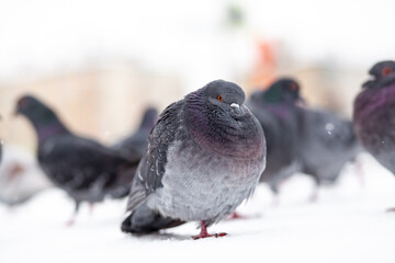 Beautiful pigeons sit in the snow in the city park in winter. Close up of pigeons in winter on the square in the park. Birds in the cold are waiting for food from people.