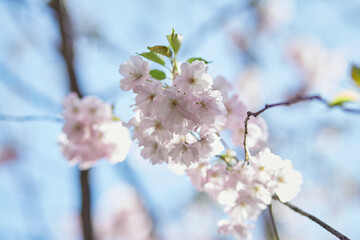 Sakura flower tree. Delicate branch in sunny day. Spring pastel wallpaper background. Tenderness concept. Pink flowers. Beautiful garden
