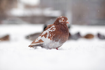 Beautiful pigeons sit in the snow in the city park in winter. Close up of pigeons in winter on the square in the park. Birds in the cold are waiting for food from people.