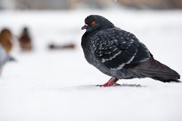 Beautiful pigeons sit in the snow in the city park in winter. Close up of pigeons in winter on the square in the park. Birds in the cold are waiting for food from people.