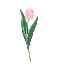 tulip