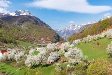 A picturesque mountain scene in the Albanian Alps, featuring a rustic cabin surrounded by blooming trees and snow-capped peaks, highlighting the serene beauty of the region.