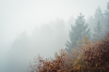 Herbstwald im Nebeldunst