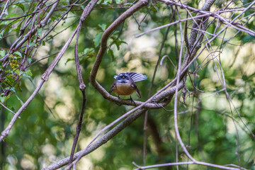 A fantail (piwakawaka) in southern New Zealand.