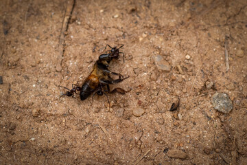 Group of ants biting the dead giant bee on the ground