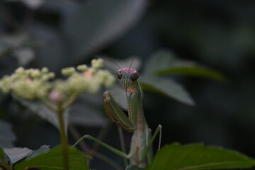 カマキリ
