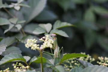 雑草にたたずむカマキリ