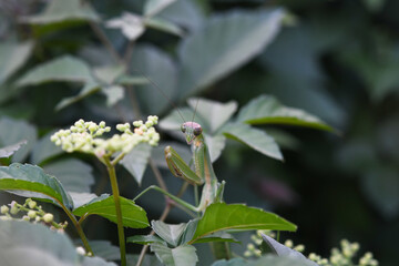 Obraz premium 雑草にたたずむカマキリ