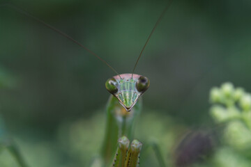 カマキリ虫