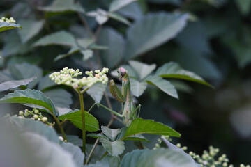 Obraz premium 雑草にたたずむカマキリ虫