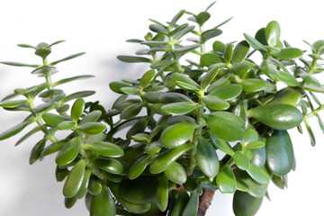 Beautiful Crassula ovata, Jade Plant, Money Plant, succulent plant on a white background close up....