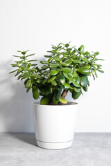 Beautiful Crassula ovata, Jade Plant,Money Plant, succulent plant in a modern flower pot on a gray table on a white background. Home decor and gardening concept. Selective focus.
