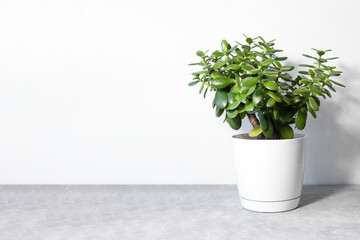 Beautiful Crassula ovata, Jade Plant,Money Plant, succulent plant in a modern flower pot on a gray table on a white background. Home decor and gardening concept. Selective focus.