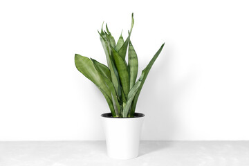 Sansevieria plant in a modern flower pot stands on a gray table on a white background. Home plant Sansevieria trifa. Home Gardening concept. Selective focus