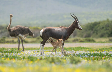 Bontebok (Damaliscus pygargus pygargus) adult and calf or baby suckling or nursing in Spring flowers at De Hoop nature reserve, Western Cape, South Africa