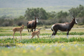 Bontebok (Damaliscus pygargus pygargus) pair of adults with two calves in Spring flowers at De Hoop nature reserve, Western Cape, South Africa © Childa