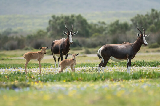 Bontebok (Damaliscus pygargus pygargus) pair of adults with two calves in Spring flowers at De Hoop nature reserve, Western Cape, South Africa