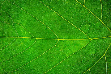 Close up of a green leaf. Macro Photography