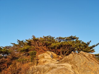 Fototapeta na wymiar The pine trees on the mountain.