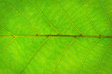 Naklejka na ściany i meble Close up of a green leaf. Macro Photography