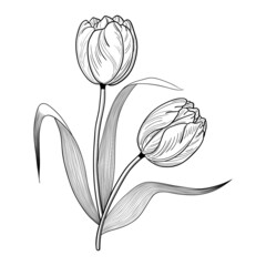 Monochrome bouquet of two tulips with leaves. Flower line art. Isolated white background.