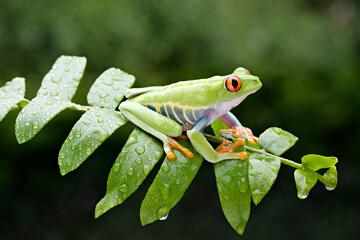 Closeup, green tree frog