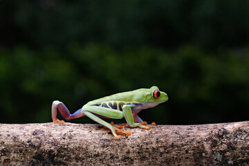 closeup, tree frog