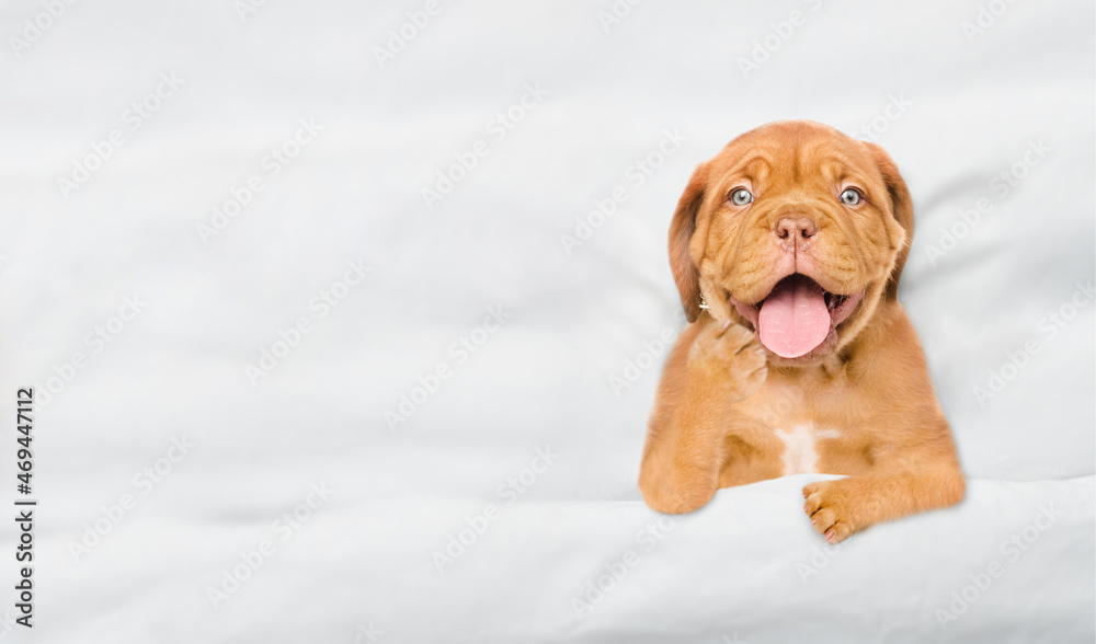 Poster cozy yawning mastiff puppy lying under white blanket on a bed at home. top down view. empty space fo