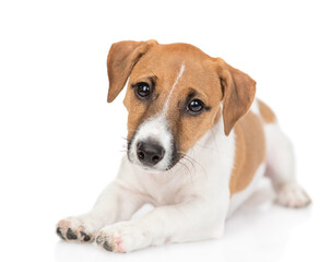 Cute Jack russell terrier puppy lies and looks at camera. Isolated on white background