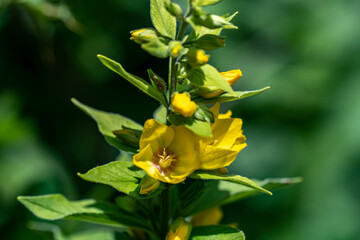 Fototapeta premium Lysimachia vulgaris flower in meadow, close up 